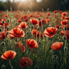 Obraz premium A field of red poppies swaying in the breeze, petals slightly translucent under the sun, transparent background.