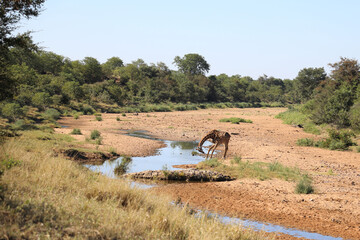 Giraffe / Giraffe / Giraffa camelopardalis