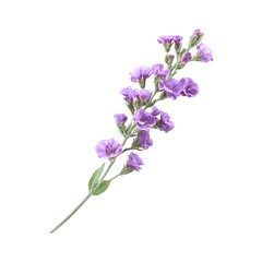 Naklejka premium Delicate Lavender Flowers Branch Isolated on Black Background Botanical Beauty Soft Hues Nature Elegance