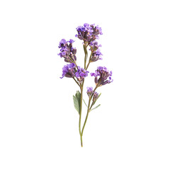 Fototapeta premium Delicate purple wildflowers bloom gracefully against a black background a serene floral image