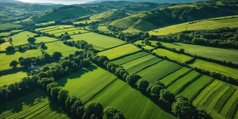 Fototapeta premium Aerial view of lush green farmland with neatly organized fields and trees under a bright sky in a rural landscape setting.