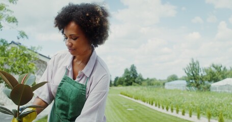 Naklejka premium Young woman in an apron and rubber gloves transplants flowers while standing in the backyard