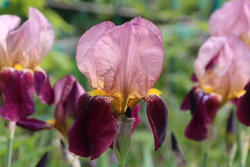 Purple Iris flowers on a green background