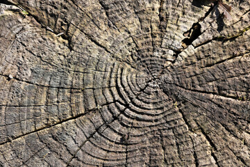 textured stump of a tree