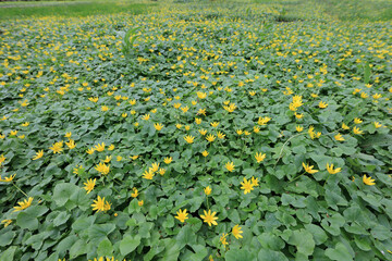 Green flowerbeds with tiny yellow flowers