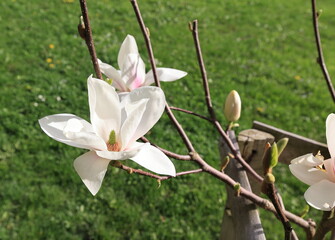 Gorgeous magnolia flower on a branch, spring time