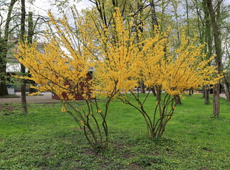 Yellow leaf trees on a green background
