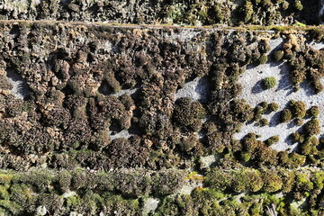 textured wall with moss on it