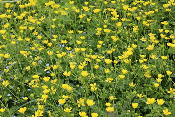 Tiny yellow spring flowers with a green grass