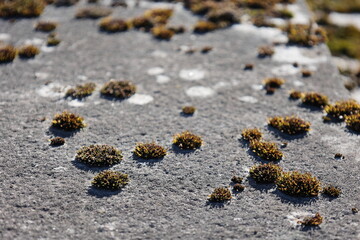 textured wall with moss on it
