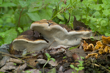 Obraz premium Ganoderma applanatum (the artist's bracket, artist's conk, artist's fungus or bear bread) is a bracket fungus with a cosmopolitan distribution. Sardinia, Italy