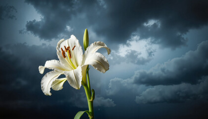 White lily flower standing against stormy sky, Easter symbolism