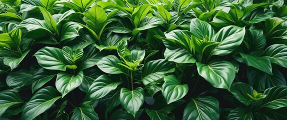 Obraz premium Lush green plant with large leaves creating a vibrant display of growth and vitality, featuring ample copy space for text or branding.