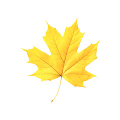 Fototapeta premium Golden Maple Leaf Autumn Beauty Nature's Jewel Vibrant Yellow