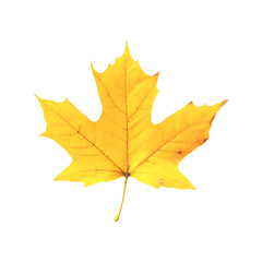 Fototapeta premium Golden Maple Leaf Autumn Beauty Nature's Jewel