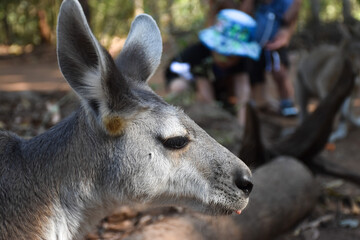 kangaroo, side profile, marsupial, wildlife, Australia, fur, animal face, nature, close-up, ears
