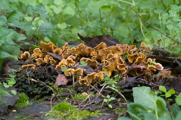 Stereum ostrea, also called false turkey-tail and golden curtain crust, is a basidiomycete fungus in the genus Stereum. It is a plant pathogen and a wood decay fungus. 
