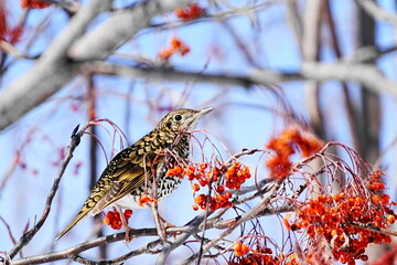 ナナカマドの実を採餌するトラツグミ