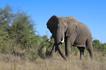 Fototapeta premium Afrikanischer Elefant / African elephant / Loxodonta africana