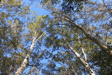 poplars against the sky, nature, forest