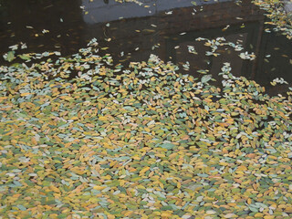 leaves in the reflection of a puddle