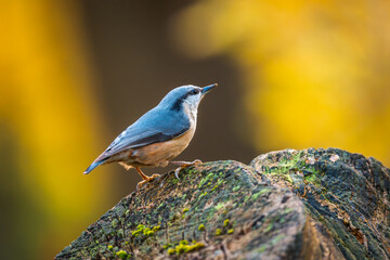 Nuthatch. A common small bird present in every park. A cute little bird