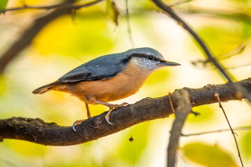 Nuthatch. A common small bird present in every park. A cute little bird