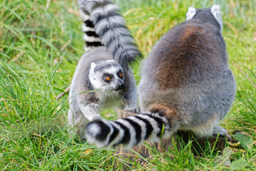 lémuriens (Lemuriformes), petit primate au zoo de jersey