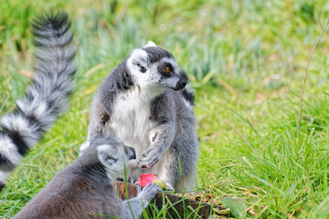 lémuriens (Lemuriformes), petit primate au zoo de jersey