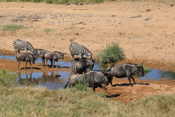 Streifengnu und Steppenzebra im Tsendze River/ Blue wildebeest and Burchell's zebra in Tsendze River / Connochaetes taurinus et Equus quagga burchellii