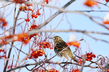 ナナカマドの枝に止まるトラツグミ