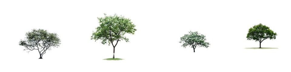 Obraz premium Set of Large Lush Green Tree with Spreading Branches, Isolated on Transparent Background