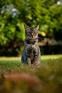 picture of cat playing at outdoor