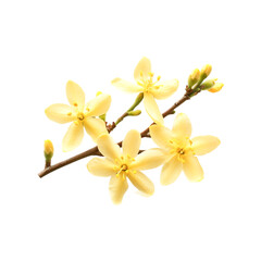 Obraz premium Delicate pale yellow flowers blooming on a branch springtime joy nature beauty
