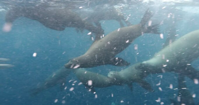 Underwater Safaris in the Mexican Pacific: Mahi-Mahi, Marlins, Sardines & Sea Lions