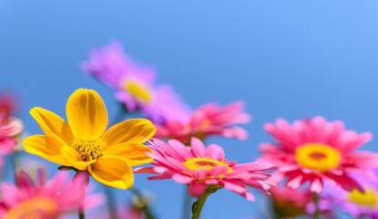 Fototapeta premium vibrant and colorful spring daisy flowers, bright blue sky background