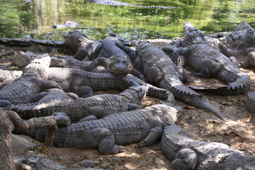 Group of Alligators Basking in the Sun – Wild Reptiles in Their Habitat