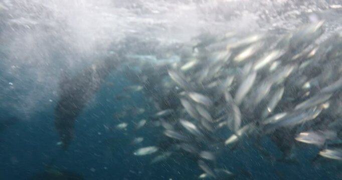 Underwater Safaris in the Mexican Pacific: Mahi-Mahi, Marlins, Sardines & Sea Lions