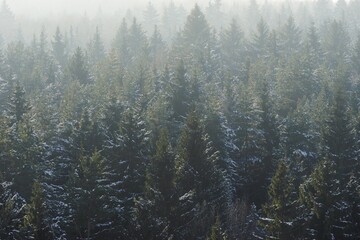 Fir trees in misty forest in winter. Woods background. High-angle view nature landscape