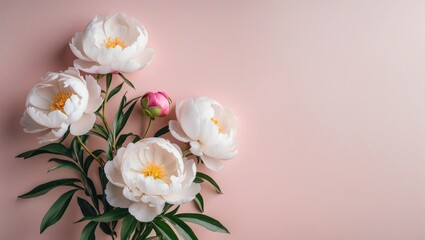 Blooming White Peony Flowers With Bud On Pastel Pink Background Empty Space For Text Minimalist Style Floral Design Template