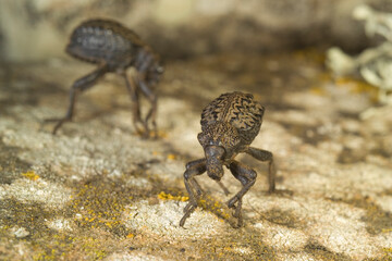 Curculionide (Brachycerus barbarus). Paulilatino. Oristano. Sardegna. Italia A Garlic Weevil beetle (Brachycerus undatus) on a rock, cloudy day in springtime,