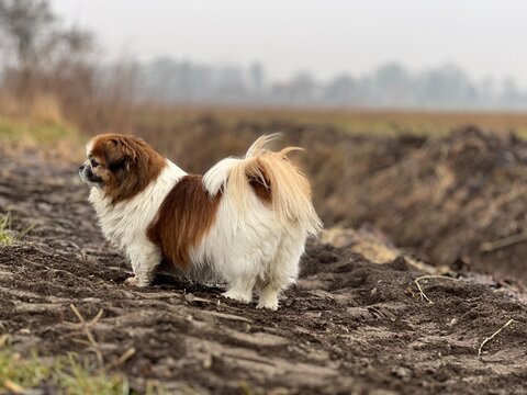 Kleine Tibet Spaniel Hündin steht seitlich zur Kamera in der freien Natur beim Spaziergang. Das Wetter ist trüb und sie ist ein wenig nass. Hund, Natur, Wald