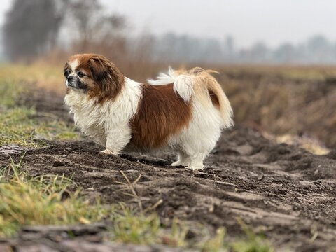 Kleine Hündin beim Spaziergag, das Wetter ist trüb und Nasskalt. Die kleine Tibet Spaniel Dame mag es etwas kälter. Hund, Gassi gehen, Ausserhalb