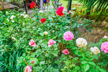 Multicolored rose in flower garden,Сolorful roses in rose garden,English roses of different colors in english garden.