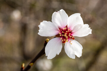 First almond blossoms of the year 2025 in Madrid in the month of February