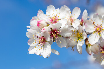 Fototapeta premium First almond blossoms of the year 2025 in Madrid in the month of February