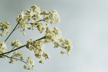 Obraz premium Delicate white flowers gently swaying against a soft blue background during daylight