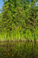 Yellow flowers of Iris pseudacorus (yellow flag, yellow iris) are reflected in mirror clear water. Magic garden pond on blurred background of evergreens. Selective focus. Nature concept for design.