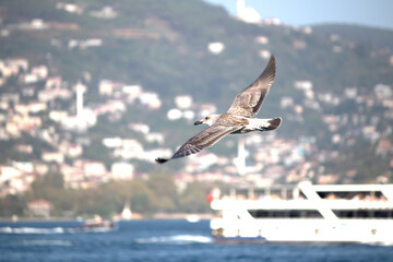Silver gull (Larus michahellis) in front of blurry city background. Ornithology. Bird, animal idea concept. Soaring seagull. Nature. Horizontal photo. No people, nobody.