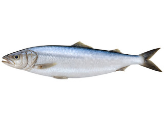 Fototapeta premium Herring - A small, oily fish, often pickled, smoked, or grilled.